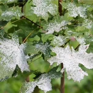 leaves damaged by parasites